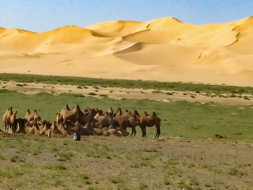 mongolia gobi